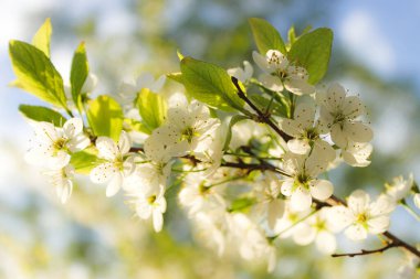 Bahar. Bahçede kiraz çiçeği.