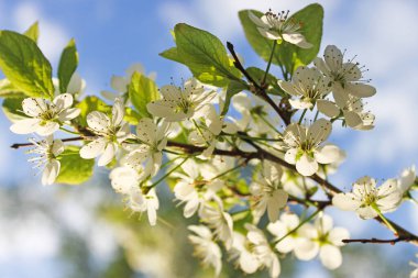 Bahar. Bahçede kiraz çiçeği.