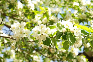 Bahar. Bahçede elma tomurcukları.