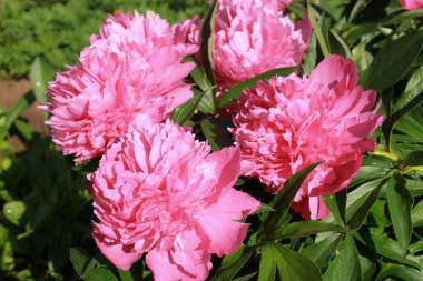 Bahçedeki şakayıklar.