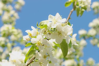 Bahar. Bahçede elma tomurcukları.