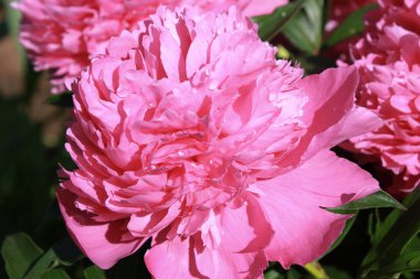 Bahçedeki şakayıklar.