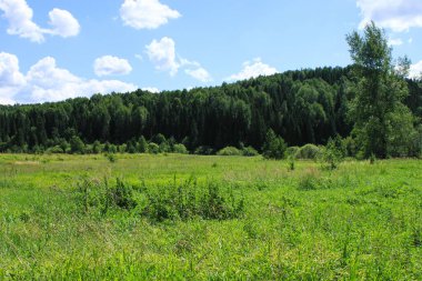 Nehir kıyısındaki orman.