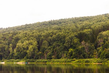 Nehir kıyısındaki orman.