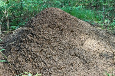 Ormanda Ant Tepesi, yaz.