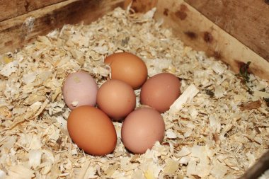 Köyden tavuk yumurtası..