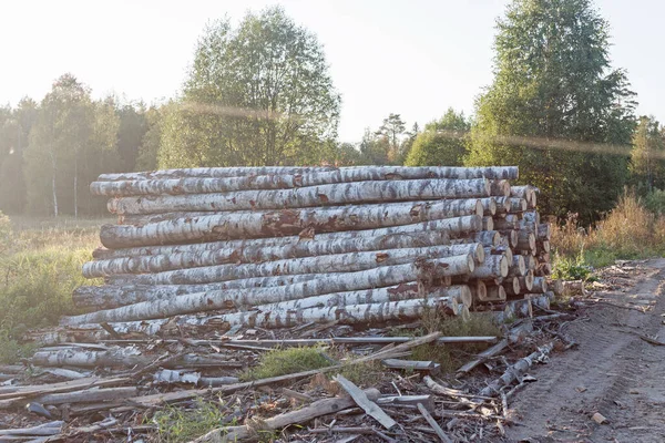 Cut down timber at the sawmill.