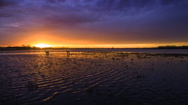 Gün batımında önemsizden hayvanlar