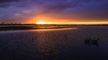Gün batımında önemsizden hayvanlar