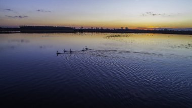Gün batımında önemsizden hayvanlar