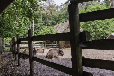 Bizonlar, gösteri çiftliği, Wolin Ulusal Parkı, Miedzyzdroje