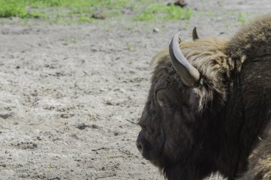 Bizonlar, gösteri çiftliği, Wolin Ulusal Parkı, Miedzyzdroje