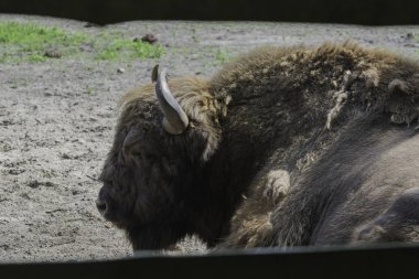 Bizonlar, gösteri çiftliği, Wolin Ulusal Parkı, Miedzyzdroje