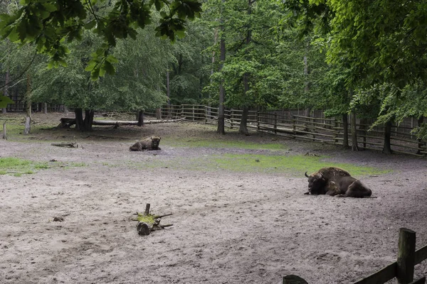 Wisente Demonstrationsbauernhof Wolin Nationalpark Miedzyzdroje — Stockfoto