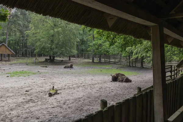 バイソンズ デモンストレーションファーム ウォリン国立公園 ミエジズドロエ — ストック写真