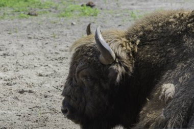 Bizonlar, gösteri çiftliği, Wolin Ulusal Parkı, Miedzyzdroje