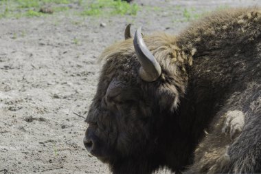 Bizonlar, gösteri çiftliği, Wolin Ulusal Parkı, Miedzyzdroje