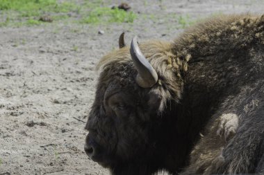 Bizonlar, gösteri çiftliği, Wolin Ulusal Parkı, Miedzyzdroje
