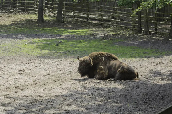 Bisons Granja Demostración Parque Nacional Wolin Miedzyzdroje —  Fotos de Stock