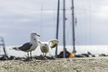 Limanda uçan martılar