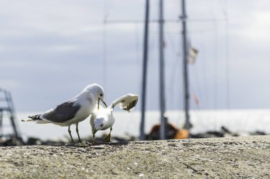 Limanda uçan martılar