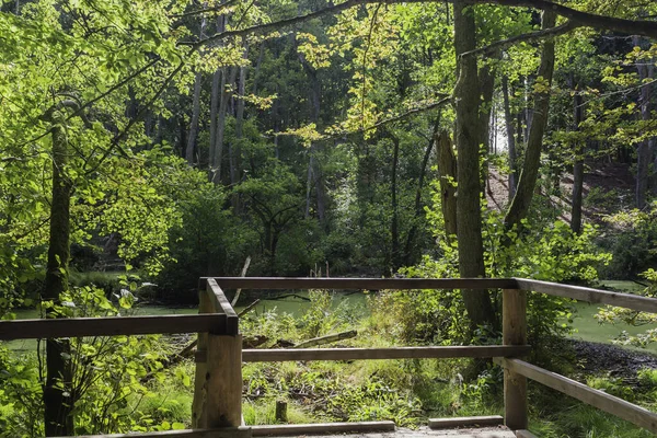 Jasmund Nationalpark Rgen — Stockfoto