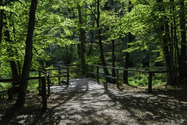 Jasmund Nationalpark Rgen — Stockfoto