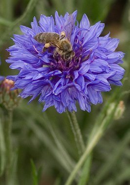 Bir arı nektarı tanımlanamaz bir mor çiçek toplama.