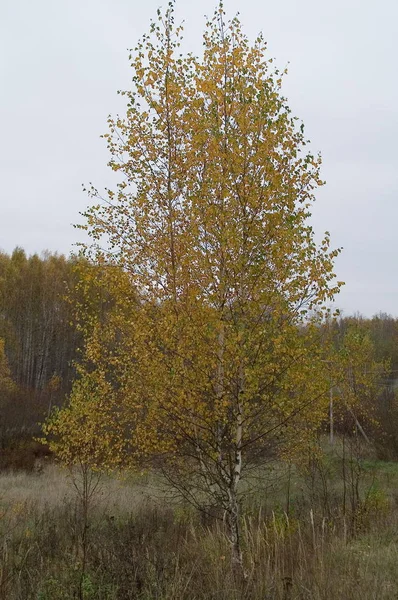 Sad yellowed autumn birch.