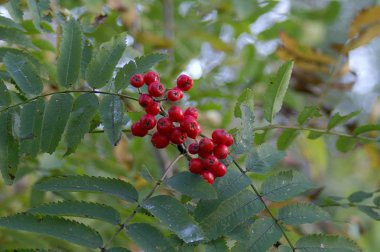 Bir şube dağ kül kırmızı grup.