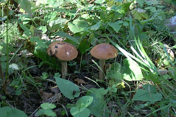 蘑菇站在森林的草地上是如此美丽 — 图库照片