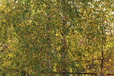 Sonbahar başlangıcı güzel bir arka plan sarı ve yeşil yaprakların yarattı.