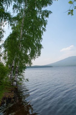 Ağaç büyük bir gölün kıyısında kenarında. Bir dağ ormanları ile büyümüş göldür.