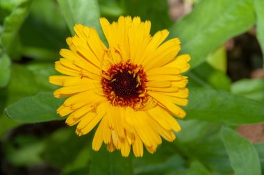 Sarı - portakal çiçeği, papatya gibi. Büyük sarı - portakal çiçeği Bahçe flowerbed.