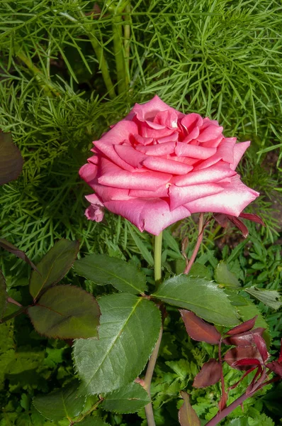 Vackra Blommande Rosa Ros Trädgården Blomsterrabatten — Stockfoto