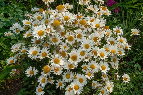 Énorme Buisson Excellentes Marguerites Jardin Fleurit Violemment Dans Lit Fleurs — Photo