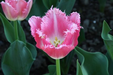 Tulipano Fiore di Primavera 'da