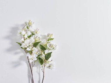 Gölge Stili arka plan üzerinde beyaz beyaz çiçekler