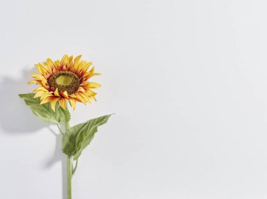 Ayçiçeği beyaz arka plan ile gölge izole