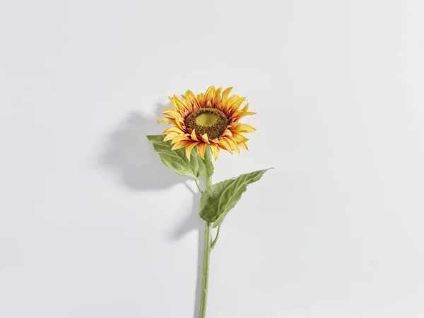 Sunflower white background isolated with shadow