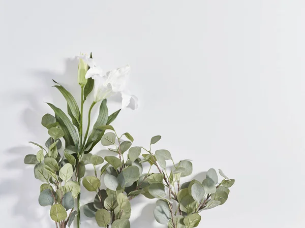 白い花に白背景の影付きスタイル — ストック写真