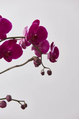 beyaz duvar kağıdı arkasında izole orkide