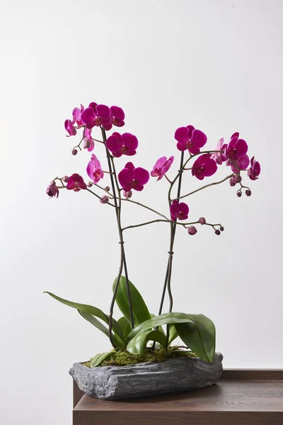 Orchidea Elszigetelt Fehér Tapéta Mögött — Stock Fotó