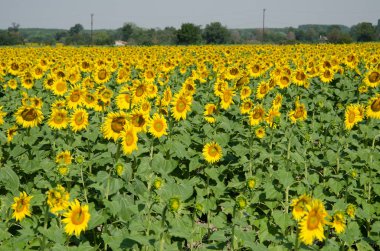 Mavi gökyüzünün arka planında çiçek açan ayçiçeği tarlası 