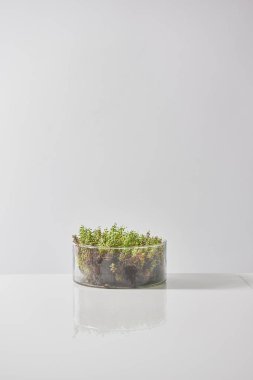 Arkaplanda yeşil çimen, kapat