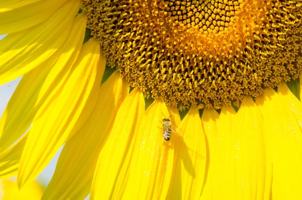 Oblast Kvetoucí Slunečnice Pozadí — Stock fotografie