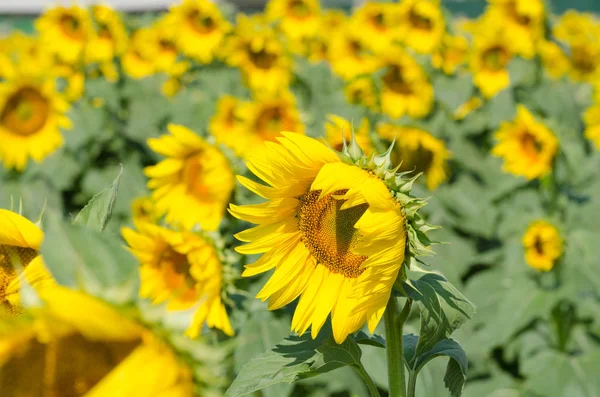 Pole Kvetoucí Slunečnice Pozadí — Stock fotografie