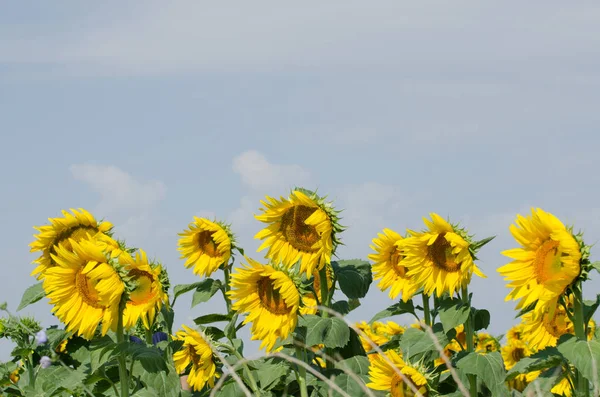 Pole Kvetoucích Slunečnic Pozadí Modré Oblohy — Stock fotografie