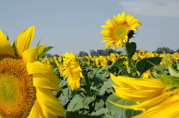Pole Kvetoucích Slunečnic Pozadí Modré Oblohy — Stock fotografie