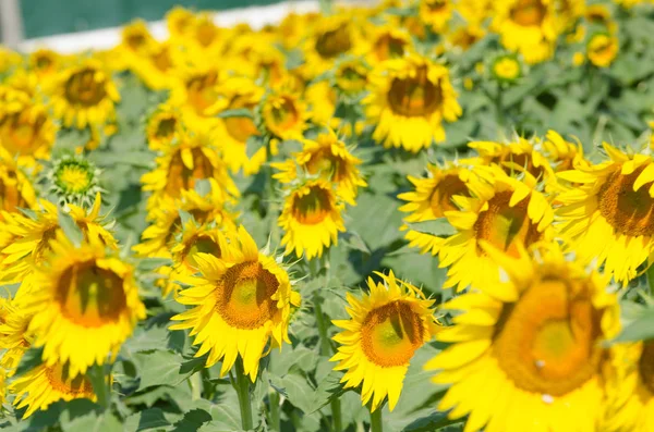 Pole Kvetoucí Slunečnice Pozadí — Stock fotografie